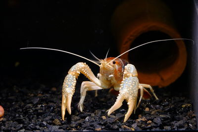 Close-up of hermit crab in aquarium