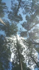 Low angle view of trees in the forest