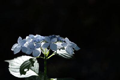 Close-up of blue hydrangeas blooming at night