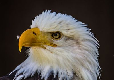 Close-up of a bird