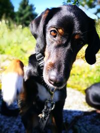 Close-up portrait of dog