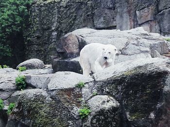 View of dog on rock