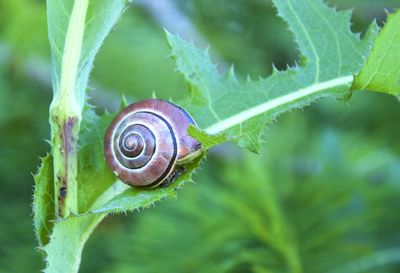 Close-up of snail on leaf