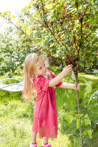 A girl in a pink dress picking red currants