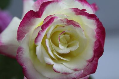 Close-up of white and pink flower