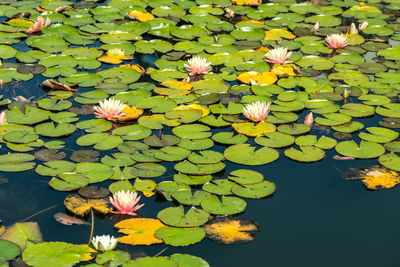 water lily