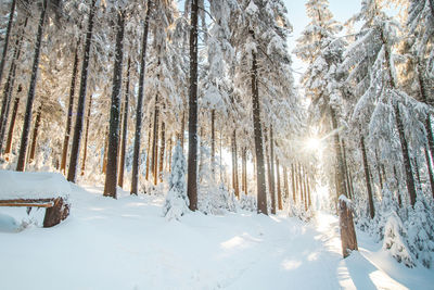 Trees on snow