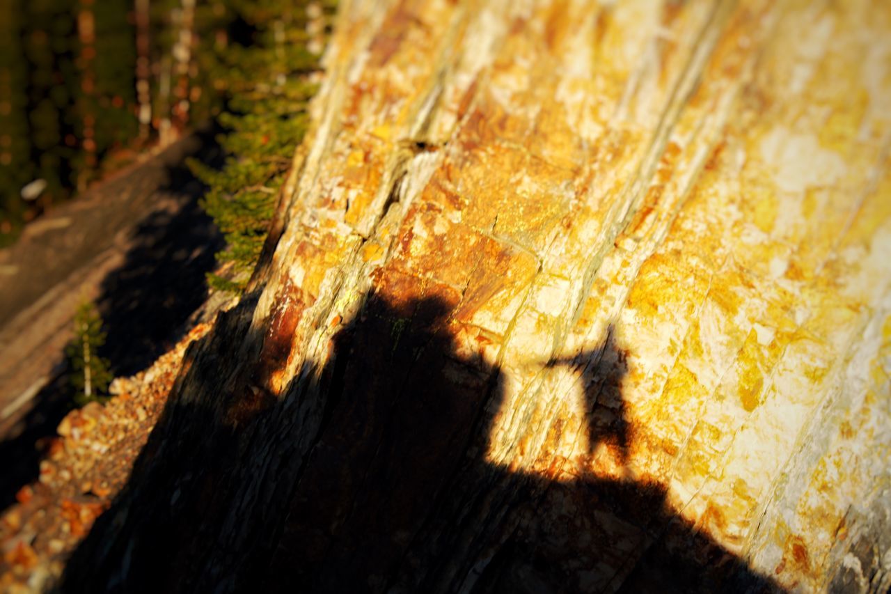 sunlight, textured, nature, close-up, no people, wood - material, tree trunk, shadow, outdoors, day, yellow, tree, beauty in nature