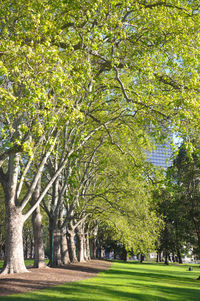 Trees in park against sky