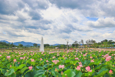 A pond full of lotus flowers with a fountain.