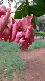 Close-up of pink flower blooming outdoors