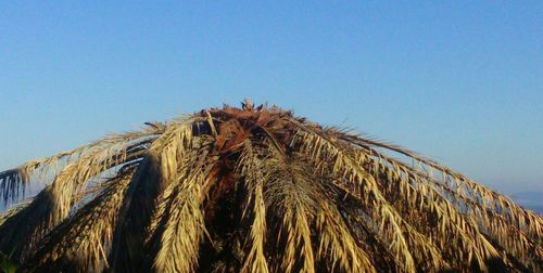 Low angle view of tree against clear blue sky