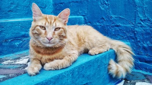 Portrait of ginger cat sitting on steps against blue wall