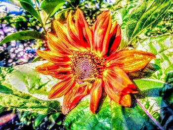 Close-up of orange flowering plant