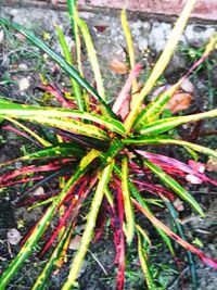 Full frame shot of plants