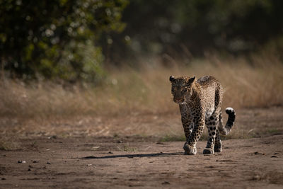 Leopard walks down track past long grass