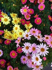 Close-up of colorful flowers blooming outdoors