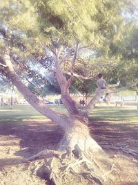 Trees in park