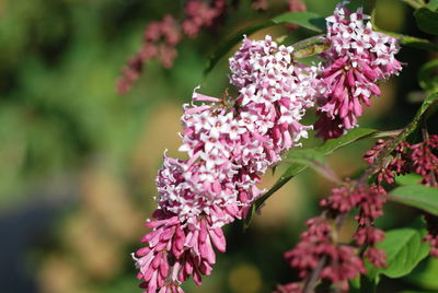 Close-up of pink flowering plant