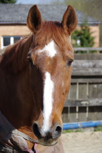 Close-up portrait of horse in ranch