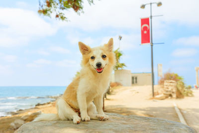 Portrait of dog on beach