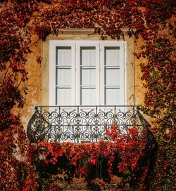 Red ivy on window of house