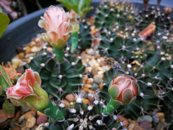 Close-up of succulent plant