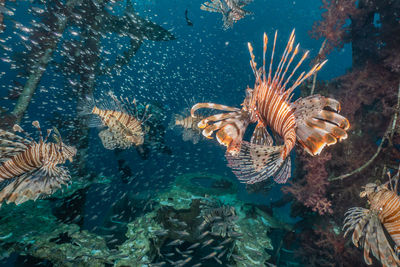 Lion fish in the red sea colorful fish, eilat israel