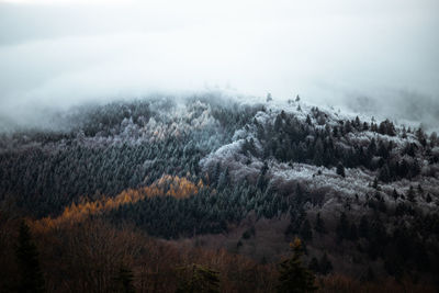 Pine trees in forest during foggy weather