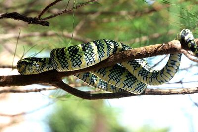 Snake on branch