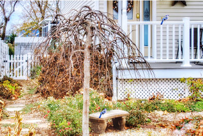 Plants outside house in yard against building