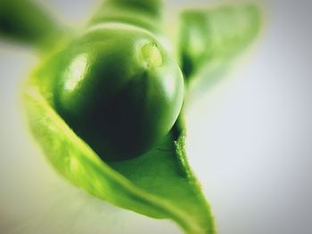Close-up of green leaves