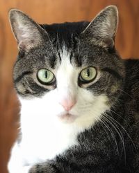 Close-up portrait of cat at home