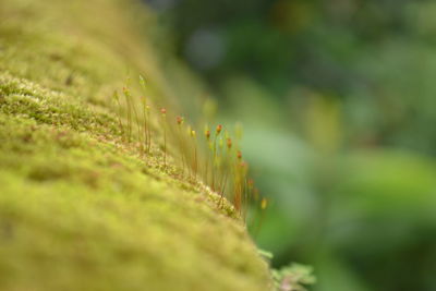 Close-up of plant