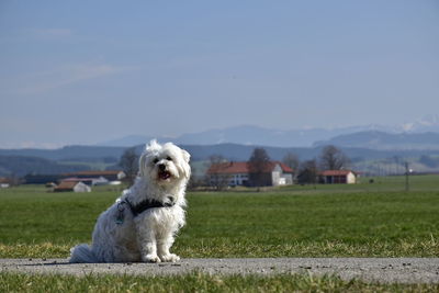 View of dog on field against sky