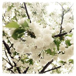 Low angle view of white flowers