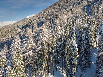 Pine trees on snowcapped mountains against sky