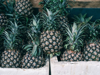 The sweet and delicious pineapple sold at the local market.