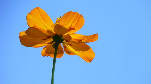 Low angle view of orange flowering plant against blue sky