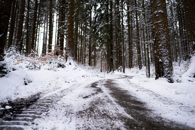 Snow covered road amidst trees in forest