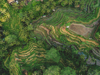 Scenic view of agricultural field