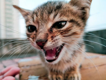 Close-up portrait of a cat