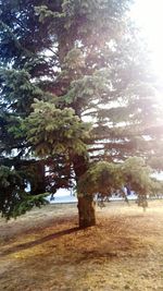 Image of trees on landscape