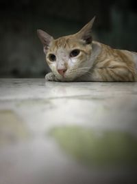 Close-up portrait of cat