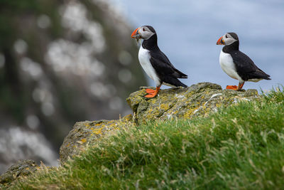 Birds perching on rock