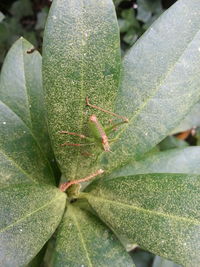 Close-up of insect on leaf
