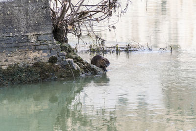 View of turtle swimming in lake