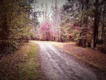 Road along trees