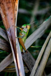 Close-up of insect on wood