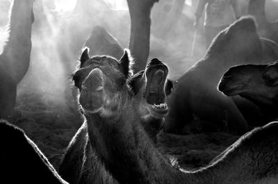 Camels resting on sand